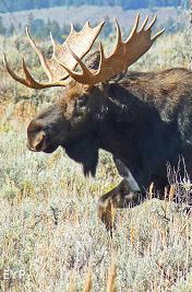 Bull Moose, Jackson Lake Lodge, Grand Teton National Park
