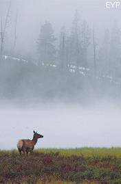 Cow elk, Norris Junction Area, Yellowstone National Park