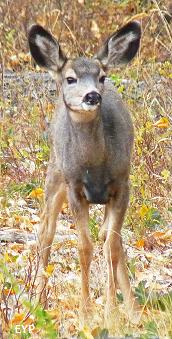 Mule deer fawn, Signal Mountain Area, Grand Teton National Park
