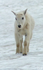 Mountain Goat Kid, Going To The Sun Road, Glacier National Park