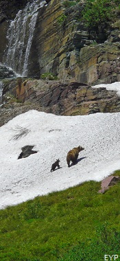 Grizzly Bears, Grinnell Glacier Trail, Glacier National Park