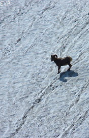 Bighorn Sheep, Grinnell Glacier Trail, Glacier National Park