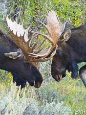 Bull moose fighting, Jackson Lake Lodge, Grand Teton National Park