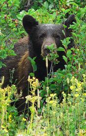Black Bear, Going To The Sun Road, Glacier National Park