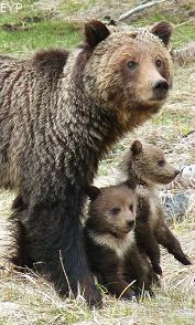 Grizzly bears, Norris Junction Area, Yellowstone National Park