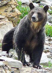 Grizzly Bear, Many Glacier Area, Glacier National Park