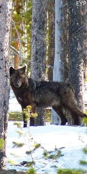 Gray wolf, Norris Junction Area, Yellowstone National Park