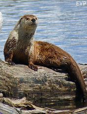 River otter, Yellowstone Lake, Yellowstone National Park