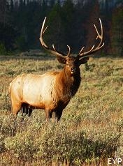 Bull elk, Jackson Lake Lodge, Grand Teton National Park