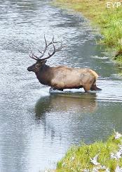 Bull elk in the Madison River, Madison Junction Area, Yellowstone National Park