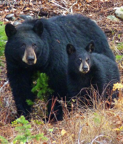 Black bear, Signal Mountain Area, Grand Teton National Park