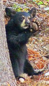 Black bear cub, Signal Mountain Area, Grand Teton National Park