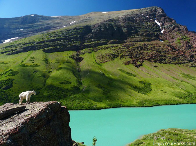 Mountain Goat on Cracker Lake, Glacier Park