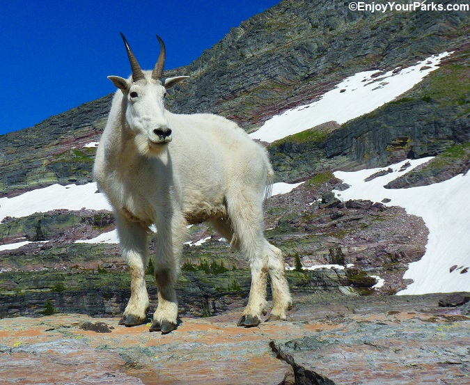 Mountain Goat near Sperry Glacier.
