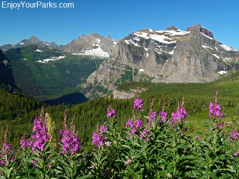 Brown Pass, Fireweed, Glacier National Park