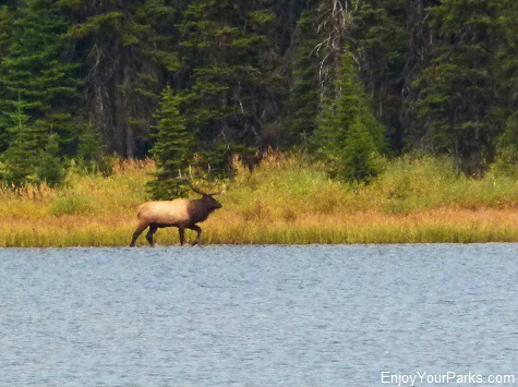 Bull elk, Akokala Lake, Glacier National Park