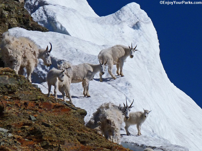 Mountain Goats on Piegan Glacier.
