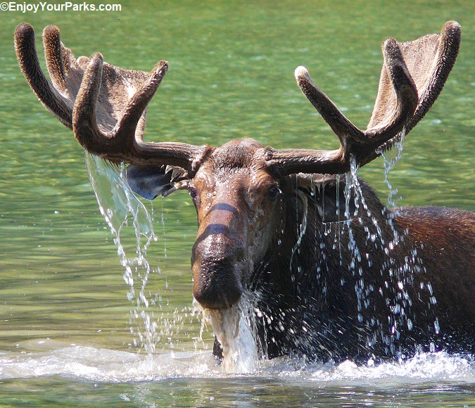 Bull Moose in Fisher Cap Lake along the Swiftcurrent Pass Trail.
