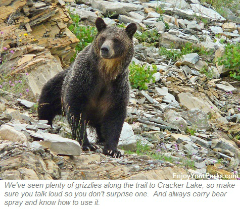 Grizzly Bear, Cracker Lake, Glacier Park
