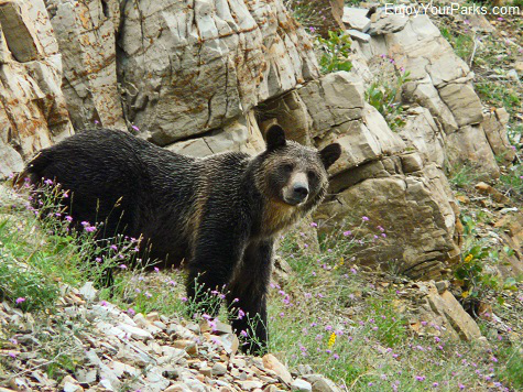 Grizzly Bear, Apikuni Falls Trail, Glacier National Park