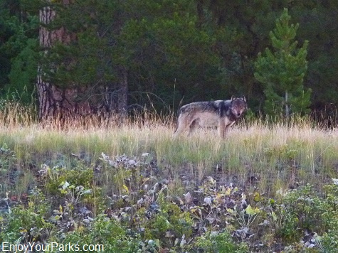 Gray Wolf, North Fork - Polebridge Area, Glacier National Park