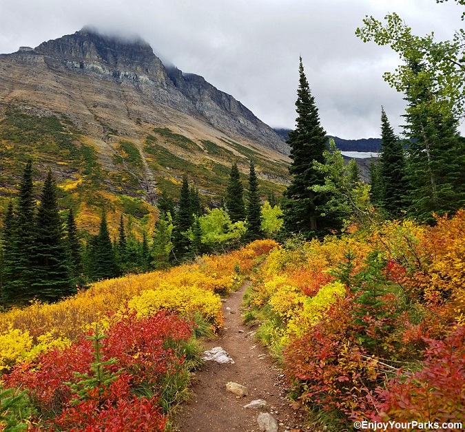 Fall colors along the Swiftcurrent Pass Trail in the Many Glacier Area of Glacier Park in Autumn.