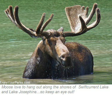 Bull moose, Lake Josephine, Many Glacier Area, Glacier National Park