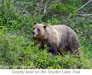 Grizzly bear on Snyder Lake Trail, Glacier National Park