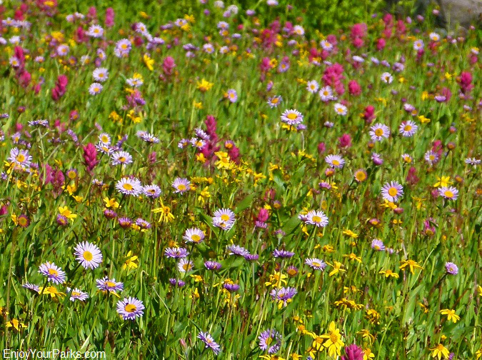 Fifty Mountain wildflowers, Glacier Park