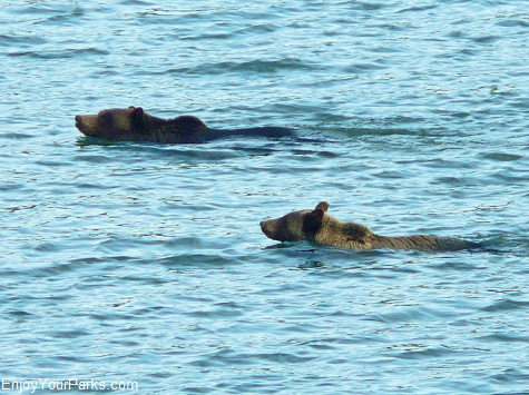 Grizzly bears swimming across Lake Sherburne, Many Glacier Area, Glacier National Park
