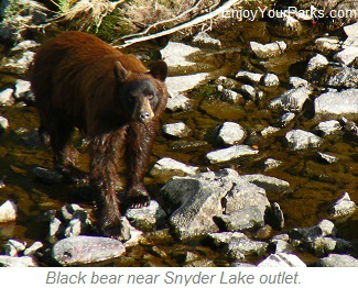 Black bear near Snyder Lake, Glacier National Park