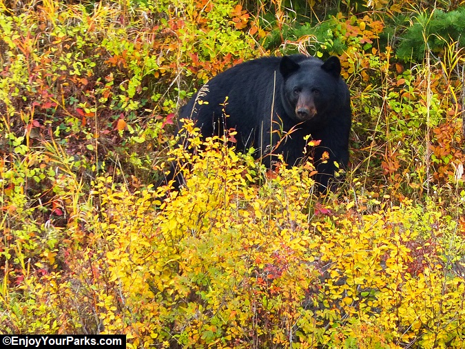 Black Bear during an autumn in Glacier National Park.