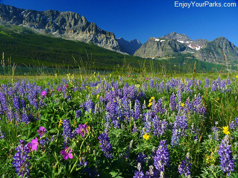 Wild flowers, Many Glacier Area, Glacier National Park