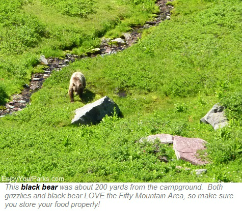 Black bear at Fifty Mountain, Glacier Park