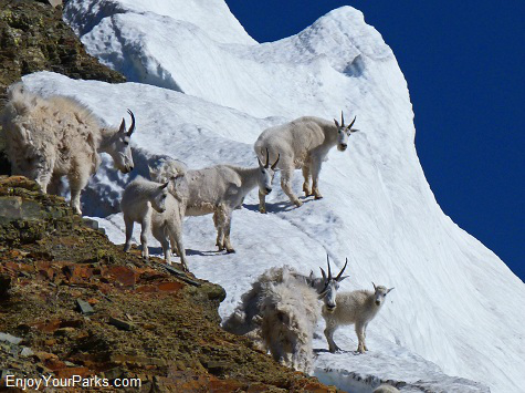 Mountain Goats on Piegan Glacier, Glacier National Park