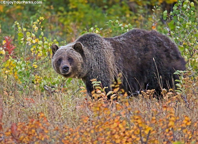 Grizzly Bear during a fall in Glacier Park.