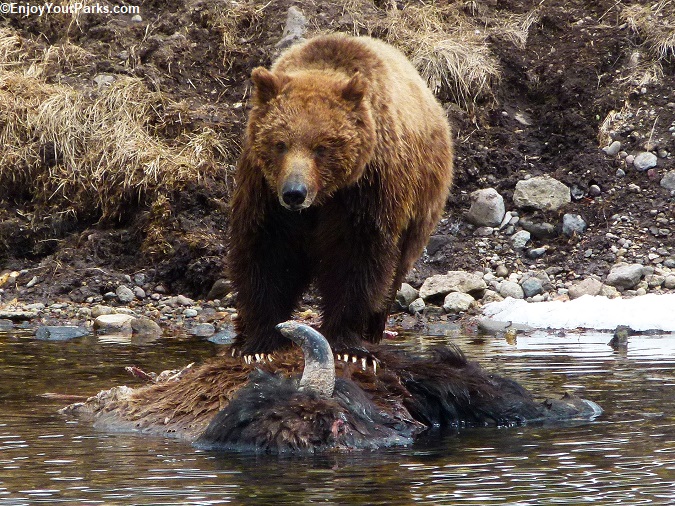 Grizzly bear guarding "his" buffalo carcass in the Yellowstone River.