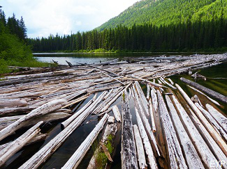 Trout Lake log jam, Glacier National Park