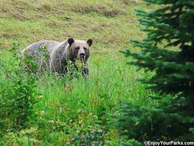 Grizzly bear along a trail in Glacier National Park.