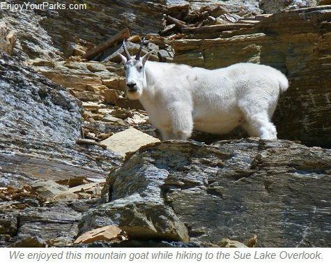 Mountain Goat at Sue Lake Overlook, Glacier Park