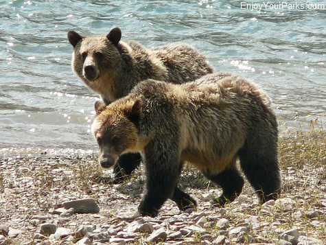 Grizzly bears on Lake Sherburne, Many Glacier Area, Glacier National Park