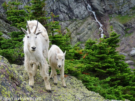 Mountain goats, Gunsight Pass Trail, Glacier National Park