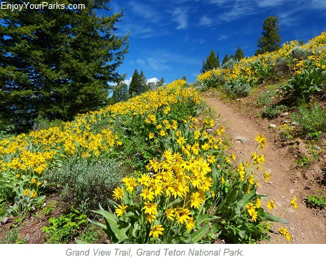 Grand View Point Trail Flowers, Grand Teton National Park