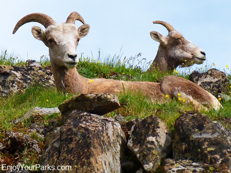 Bighorn sheep ewes, Dawson Pass Trail - Pitamakan Pass Trail Loop, Glacier National Park