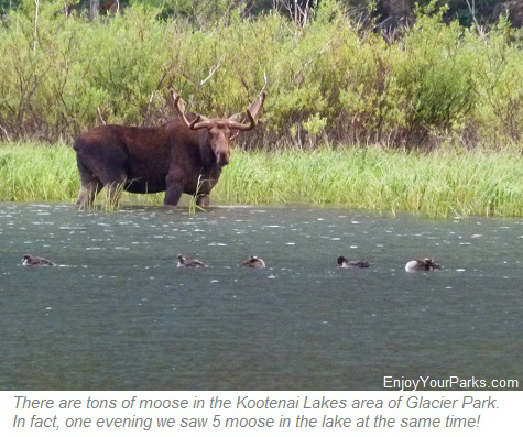 Bull moose on Kootenai Lake in Glacier Park