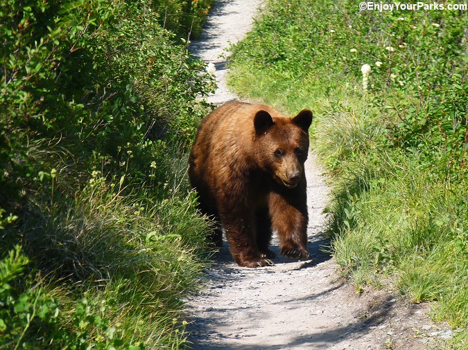 Is this a grizzly bear or a black bear coming down the trail in Glacier Park?