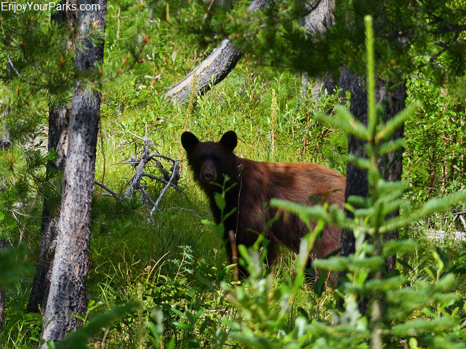 Black bear along the Autumn Creek Trail, Glacier National Park