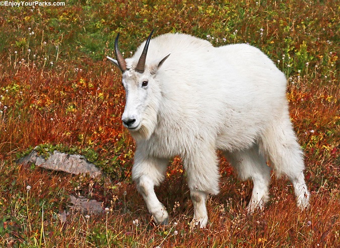 Mountain Goat during an autumn in Glacier Park... on Logan Pass.