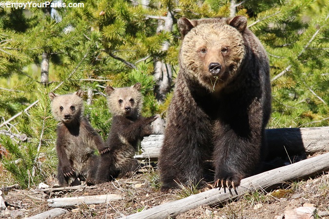 Grizzly bear sow and cubs along a trail in Yellowstone Park.