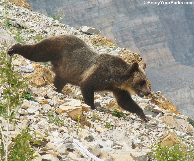 Running grizzly bear in Glacier National Park.
